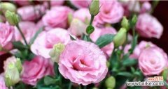 探寻百合花语中真诚的内涵 以百合花为象征的真诚之心