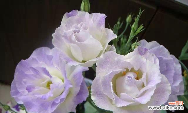 探寻百合花语中真诚的内涵 以百合花为象征的真诚之心