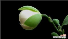 追随执着 用执着之花绽放生命的坚持