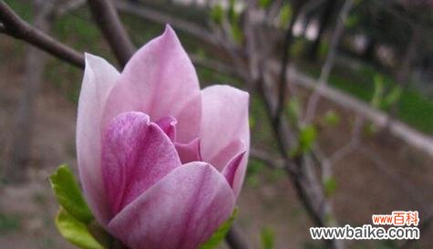 用百合花语表达真挚友谊的意义与价值 深情友谊，以百合花语为主题的文章