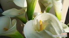 用百合花语表达真挚友谊的意义与价值 深情友谊，以百合花语为主题的文章