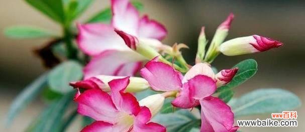 用花朵述说真挚的爱情誓言 花语传情