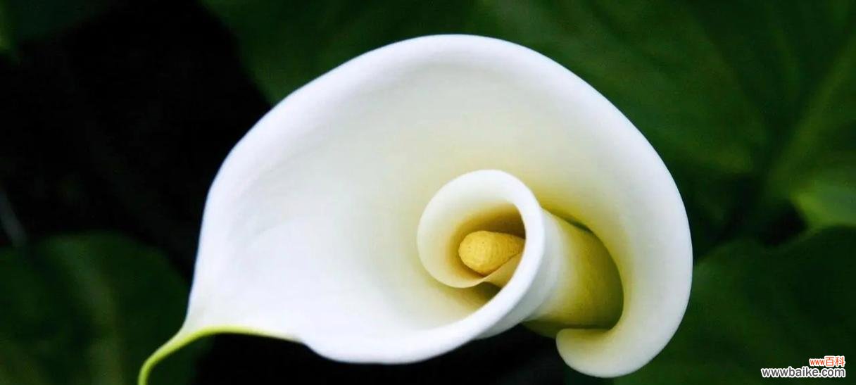 忠诚与爱情的象征——红玫瑰花语解析 以红玫瑰的花语为主题的文章