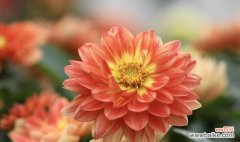 唤回温暖的触动 重逢之花