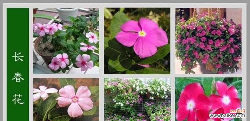 表达情感的玫瑰花语与寓意 主角的花语——以玫瑰为主题