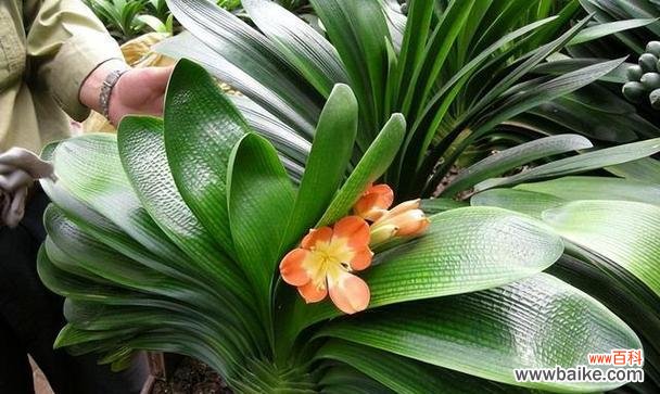 高雅的君子兰 君子兰寓意与品质的契合