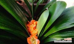 高雅的君子兰 君子兰寓意与品质的契合