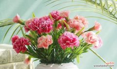 探寻康乃馨背后的深层意义 康乃馨的意义与象征