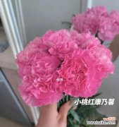 不同颜色康乃馨的花语解析 康乃馨的花语之色彩之谜