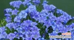 花开似锦 探寻卡萨布兰卡之花语