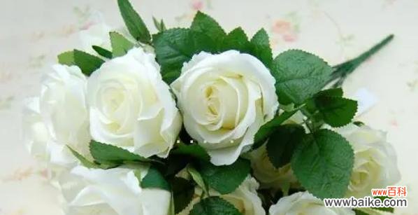 花开似锦 探寻卡萨布兰卡之花语