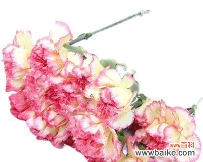 美丽 康乃馨的象征意义