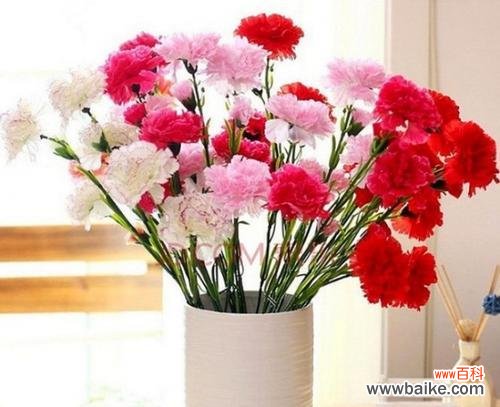 揭示康乃馨的含义和历史渊源 康乃馨的象征意义及其传承