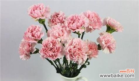 探寻康乃馨的意义与象征 康乃馨