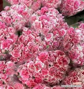 探寻康乃馨的花语及其文化涵义 康乃馨花语解读