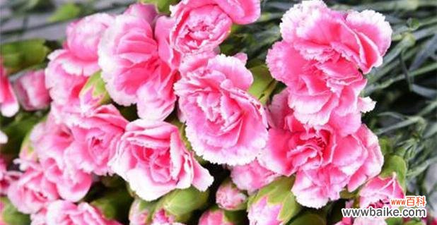 探寻康乃馨的花语及其文化涵义 康乃馨花语解读