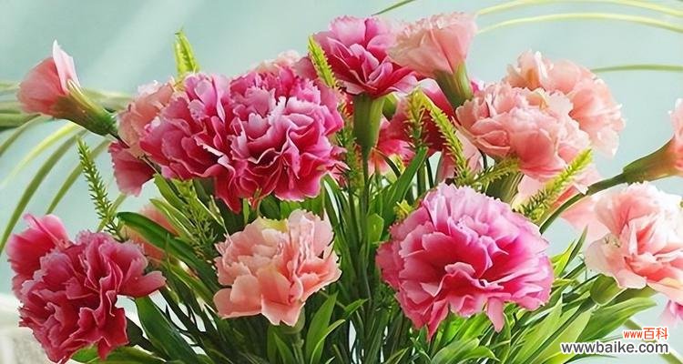 美丽 康乃馨花语的意义与传说