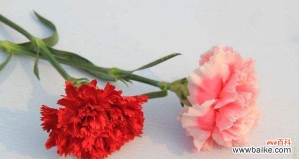 美丽 康乃馨花语的意义与传说