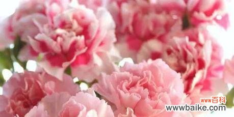 美丽 康乃馨花语的意义与传说