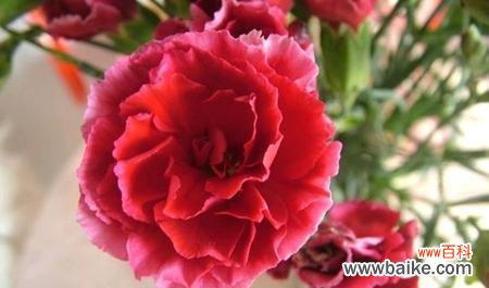 一枝康乃馨的花开香满园 康乃馨的象征意义及其寓意