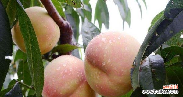 探索水蜜桃在文化 水蜜桃的象征意义及其重要性