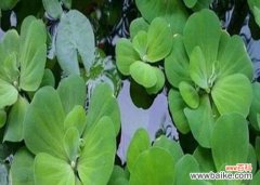 揭示水草开花的神秘力量 水草开花的寓意与预示