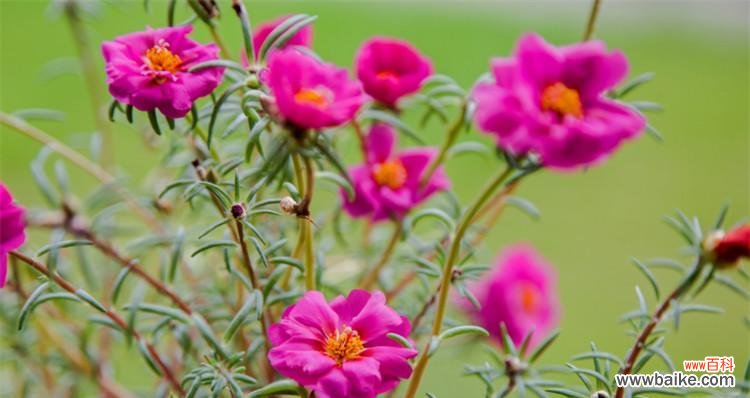 向日葵 自信阳光——以向日葵为主题的花语