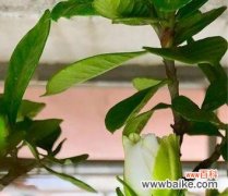 解析以什么花的花语揭示罪孽的真相 罪孽之花-探索人性的黑暗面