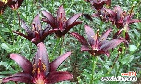 探寻黑玫瑰背后的诅咒之谜 黑玫瑰