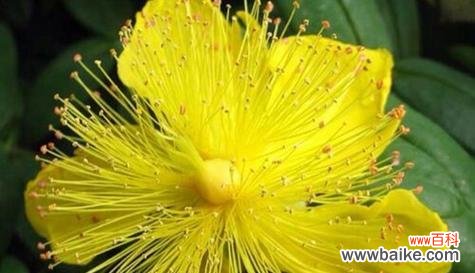 探寻黑玫瑰背后的诅咒之谜 黑玫瑰