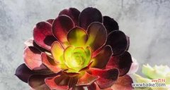 探寻黑玫瑰背后的诅咒之谜 黑玫瑰