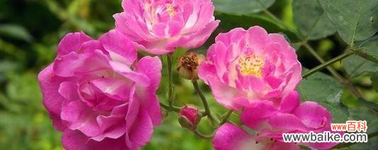 尊重与珍惜 以康乃馨的花语为主题的文章