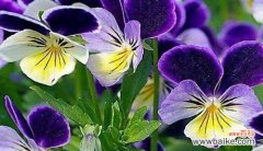 用菊花的花语重新定义自己 以菊花的花语为主题的文章