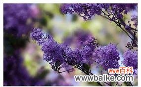 用菊花的花语重新定义自己 以菊花的花语为主题的文章