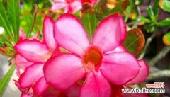 揭开花语中的忏悔密码 忏悔之花