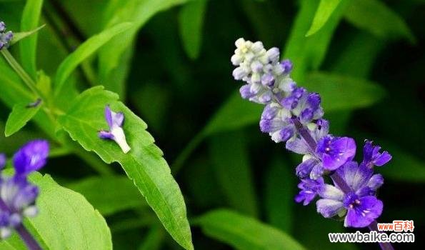 以风铃花为纽带 聆听的花语——寄托心声