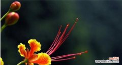 以风铃花为纽带 聆听的花语——寄托心声