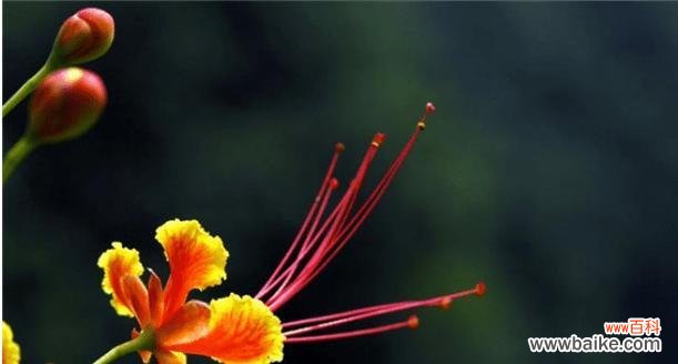 以风铃花为纽带 聆听的花语——寄托心声