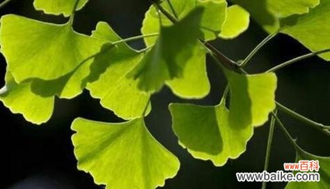 叶子的生命之旅与人类共鸣 树叶的象征意义与内涵