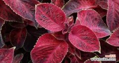 叶子的生命之旅与人类共鸣 树叶的象征意义与内涵