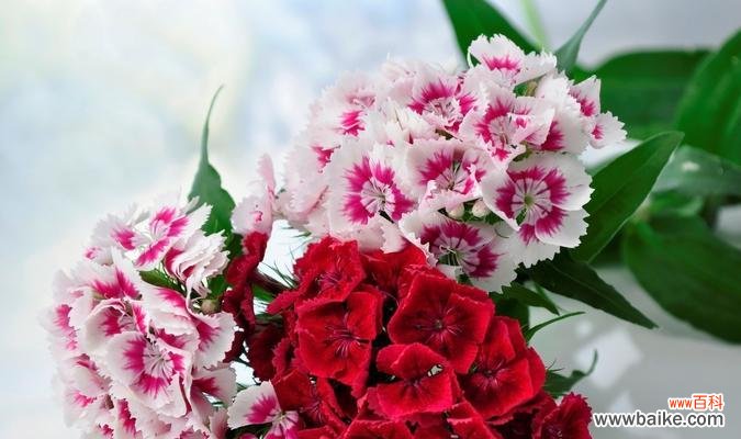 探索康乃馨花语的美丽和深度 康乃馨的花语与意义