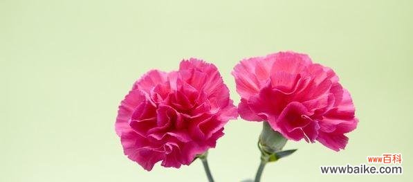 爱的象征与生活希望之花 康乃馨的花语与寓意