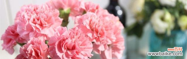 康乃馨花语解读及象征意义 康乃馨的花语代表着什么意思