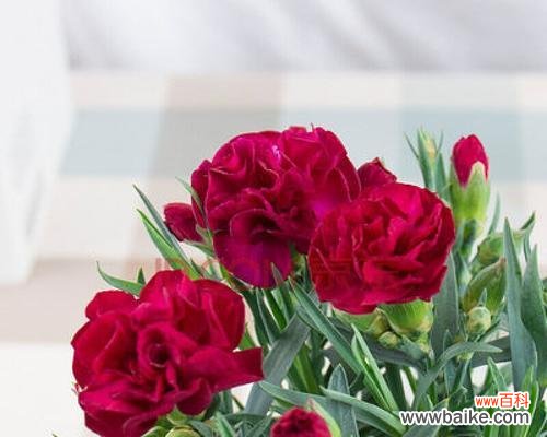 透过康乃馨 康乃馨的寓意-传递爱与希望