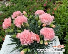 从纯洁到热情 康乃馨色彩的含义与象征