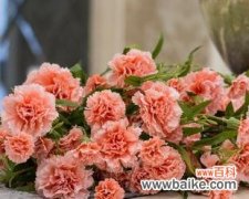 传递爱与希望的康乃馨之美 康乃馨的象征意义和精神