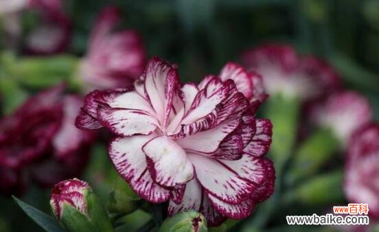 传递爱与希望的康乃馨之美 康乃馨的象征意义和精神