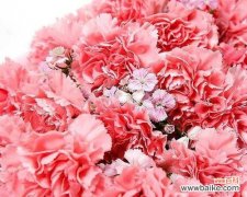 深入探索康乃馨的花语与文化内涵 康乃馨的特点与象征意义