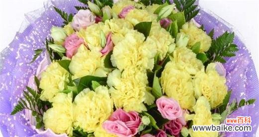 探寻康乃馨所代表的情感与象征 康乃馨的寓意与意义