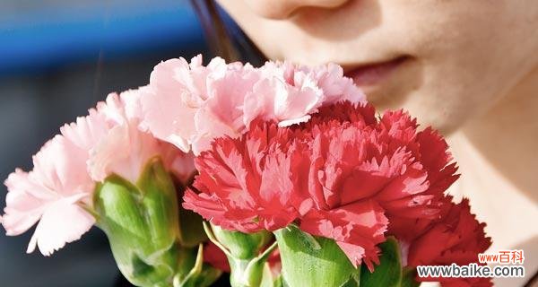以康乃馨的美 康乃馨的寓意与意义——爱与美的象征
